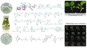 Novel sesquiterpenes and polyketides from the fungi Corynespora sp. YG-11 and Penicillium rubens YG-2 promote tobacco growth and enhance its stress resistance