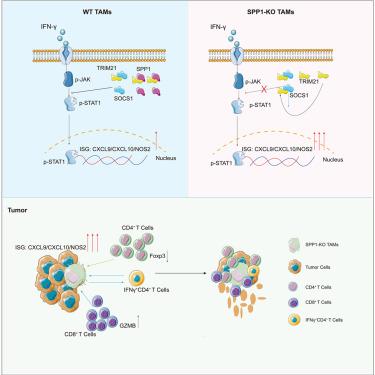 An SPP1-SOCS1 pathway constrains interferon responses in tumor-associated macrophages and shapes an immunosuppressive tumor microenvironment