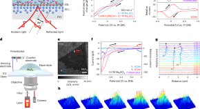 Imaging dynamic electrocatalytic processes on nano-strained MoS2 using interferometric electro-optical microscopy