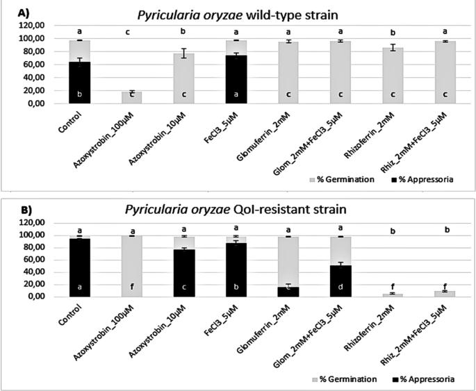 Facile synthesis and biological evaluation of glomuferrin and rhizoferrin as ferroptosis inhibitors in rice blast disease