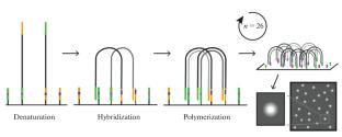 Formation of Structured Oligonucleotide Clusters in High-Throughput DNA Sequencing with Fluorescence Detection