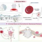 华南理工大学朱伟教授 PNAS：利用生物相容性硅化技术提升常温机器灌注和输血效果