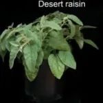 Science封面！植物大牛Lippman组揭示植物皮刺形成的分子机制！基因编辑产生无刺的植物