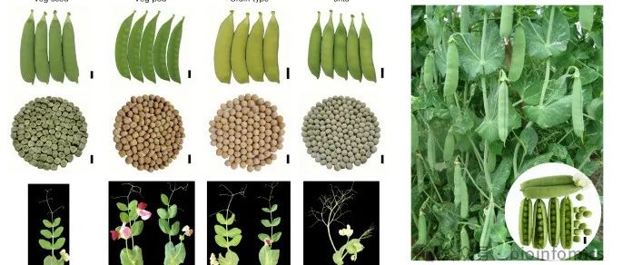 Nature Genetics | 浙江大学张亮生教授团队合作解析菜用豌豆基因组