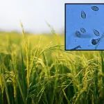 “既增产、又抗病”的水稻！中国农业大学博士后以第一作者在Science子刊发表最新研究成果