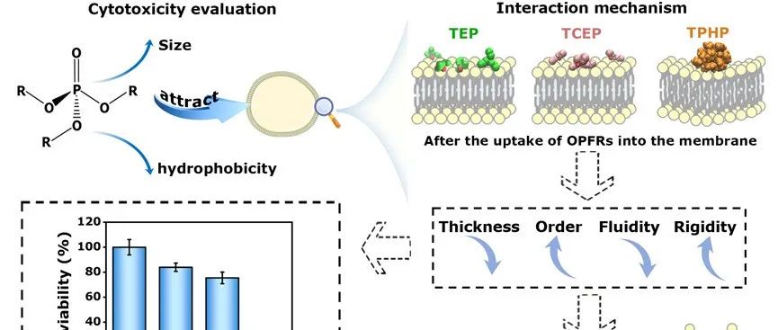 课题组工作 | J. Hazard. Mater. | 有机磷阻燃剂在脂质膜上结构依赖性的破坏性吸附