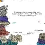 Cell Res | 浙江大学朱永群团队揭示了细菌鞭毛运动旋转开关的结构基础