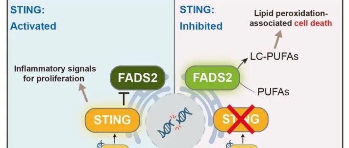 Leukemia丨复旦大学石玉衡/周丹/高海合作揭示了STING通路在介导AE融合基因驱动的急性髓系白血病中的具体作用