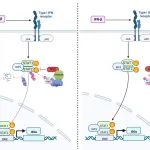 PNAS | 清华大学丁强课题组报道寨卡病毒逃逸宿主抗病毒天然免疫的重要机制