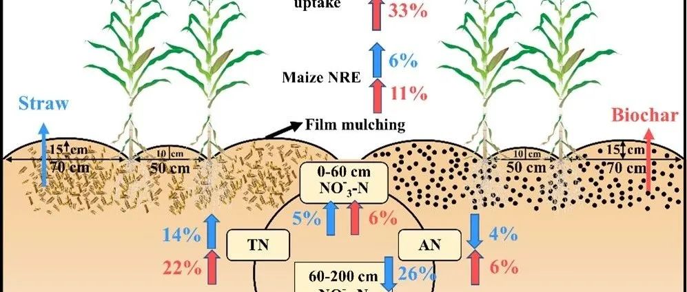 【视点】西北农林科技大学农学院张鹏：施加生物炭通过提高土壤氮素积累，减少氮淋溶，促进半干旱区覆膜农田作物生产力