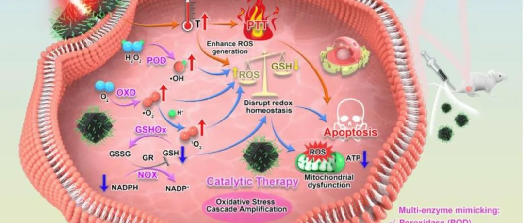 【Angew.Chem.Int.Ed.】多酶模拟MoCu双原子纳米酶触发氧化应激级联放大，实现高效协同癌症治疗