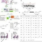 Sci Adv丨暨南大学陈良/丁克/周倩发现CD137激动剂JNU-0921有效缩小肿瘤的作用机理