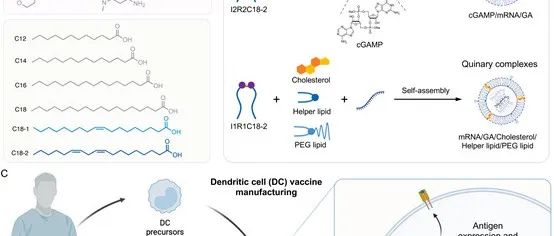 【Chemical Engineering Journal】具有STING激活特性的多功能纳米递送平台用于树突状细胞中的基因递送