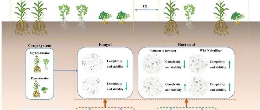 【课题组进展】ASE：大豆/玉米和花生/玉米间作体系中土壤微生物群落多样性和共现网络对种间相互作用的响应