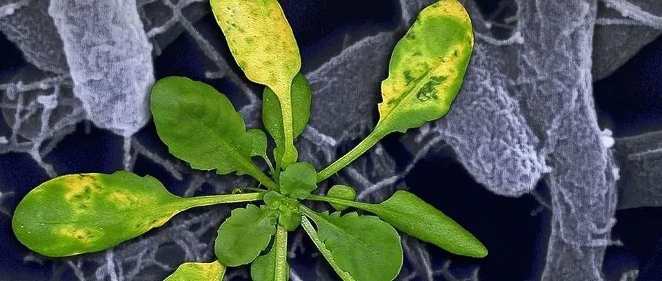 继Nature Plants后，武汉大学研究团队又发表Cell子刊（IF=20.6），揭示植物病害耐受性调控机制