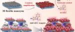 ACS NANO.具有协同放大效应的 3D 类电影纳米酶用于呼吸道病毒的超灵敏免疫层析检测