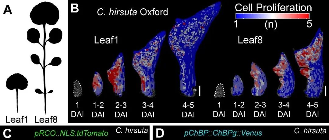 Current Biology | 德国马普植物育种研究所揭示细胞生长如何调节叶片形态对称性及多样化