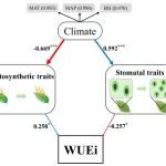 New Phytologist  | 植物所刘玲莉研究组揭示叶片气孔和光合性状对水分利用效率的共同调控机制