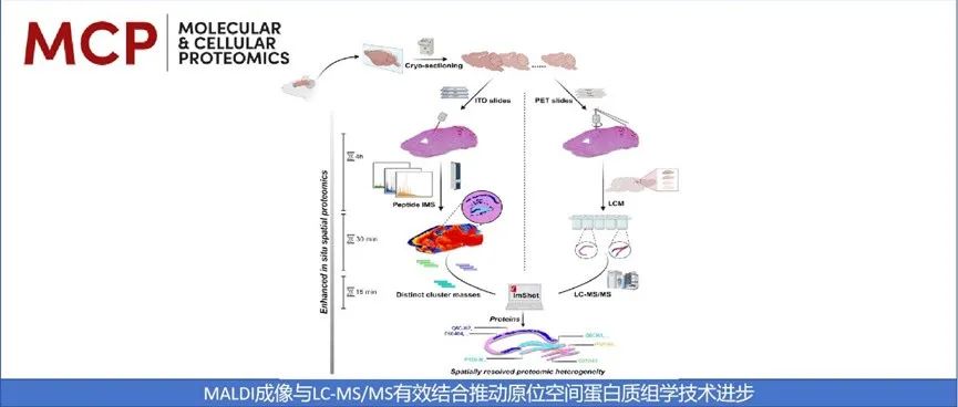 MCP|MALDI成像与LC-MS/MS有效结合推动原位空间蛋白质组学技术进步