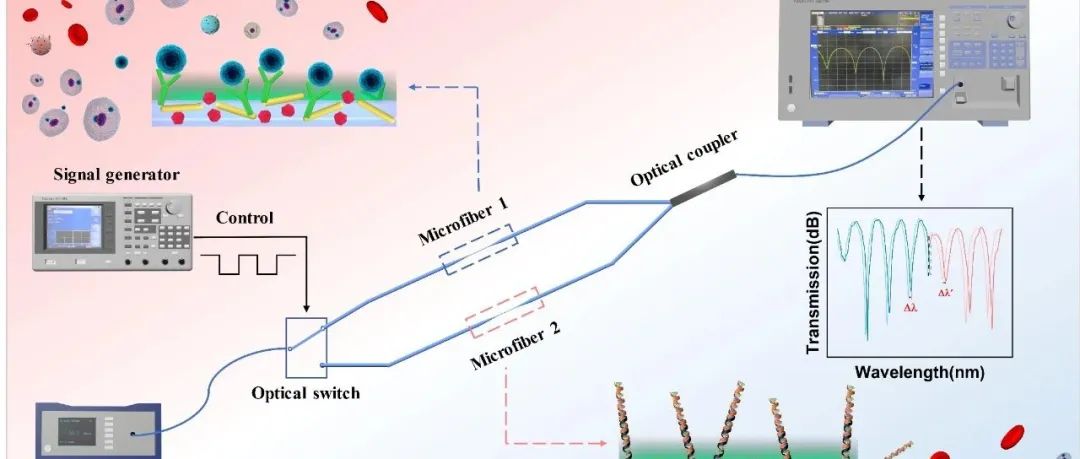 BB：两个LSPR调控增强微光纤实现两种癌症标志物同步检测