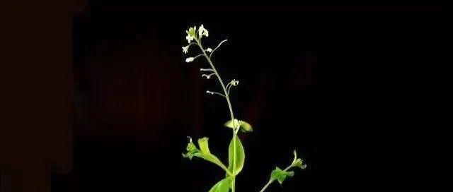 2023 国家自然科学基金面上项目汇总！植物学领域！黄瓜/辣椒/油菜/大白菜/马莲薯/苜蓿/菊花/芥菜，西兰花等