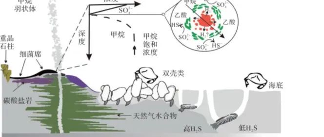 【青年学者说】自生黄铁矿指示海底甲烷渗漏