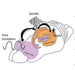 SLEEP：发育过程中睡眠慢波振荡-纺锤波耦合先于纺锤波-波纹耦合