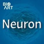 Neuron | 王成团队等联合揭示海马编码时空信息机制