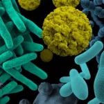 河北大学博士生以第一作者身份在一区top期刊发文揭示球形马拉色菌的致病机制