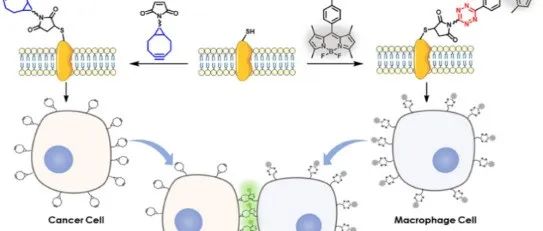 文献分享 | J. Am. Chem. Soc. | 通过生物正交方法促进和检测细胞-细胞相互作用