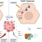 Mol Cancer | 中山大学陈敏山等团队合作发现肝细胞YTHDF2在肝脏中促进治疗诱导的抗肿瘤免疫反应的新作用