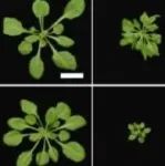 何胜洋院士团队发表最新Nature Plants！揭示微生物如何操纵植物免疫系统