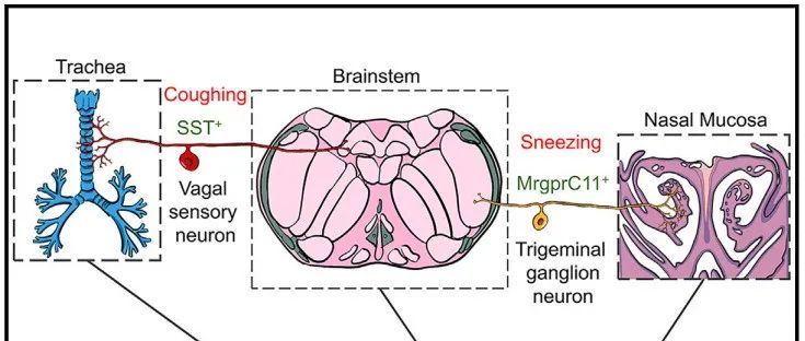 Cell | 2篇！改写教科书！真的不一样，刘琴团队发现打喷嚏和咳嗽的控制机理不一样