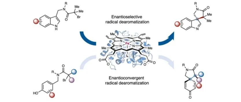 阅读 Nat Chem | 一种催化不对称自由基去芳构化的金属酶平台