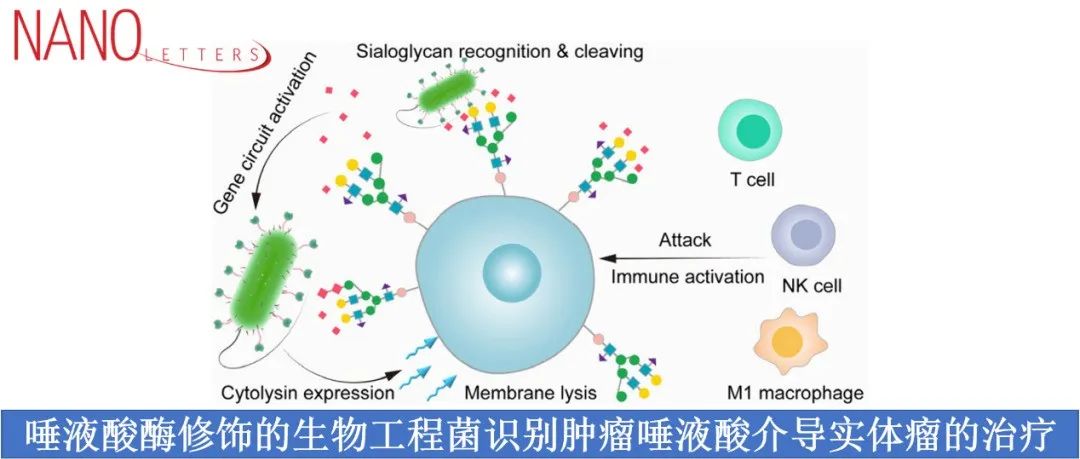 Nano.Lett.|唾液酸酶修饰的生物工程菌识别肿瘤唾液酸介导实体瘤的治疗