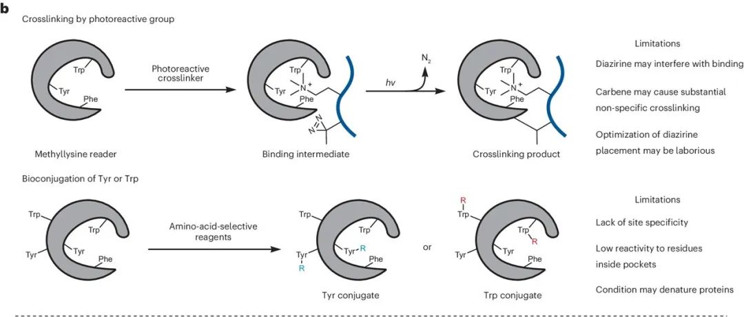 Nature Chemistry｜基于硫鎓的单电子转移反应实现甲基赖氨酸阅读器蛋白色氨酸位点的特异性光交联