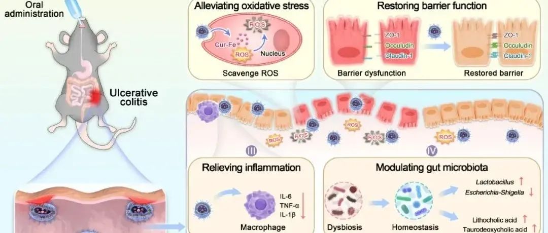 【J. Nanobiotechnol.】口服仿生金属酚纳米酶具有肠道稳态四重保障，可改善溃疡性结肠炎