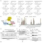 Nat. Commun.| Lenalidomide衍生物PROTACs：通过6位点修饰实现新底物选择性降解的策略