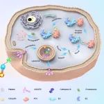 JCR | 中国科学院上海药物研究所张翾课题组与中国科学院昆明动物所何永捍课题组合作开发特异靶向肝脏蛋白的降解剂（LIVTAC）