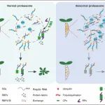 Molecular Cell | 北京大学王伟课题组报道蛋白酶体调控应激颗粒稳态抵御高温胁迫的新机制