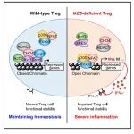 Immunity | 转录因子Ikzf1与Foxp3结合调控Treg细胞基因表达，限制自身免疫和抗肿瘤免疫