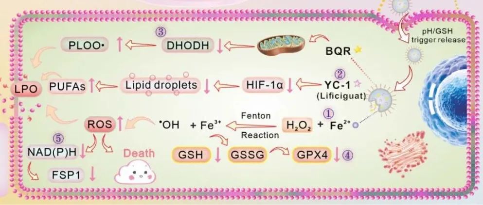 【ACS Nano】可生物降解的空心二氧化硅/铁复合纳米酶通过激活“铁死亡风暴”用于治疗乳腺癌