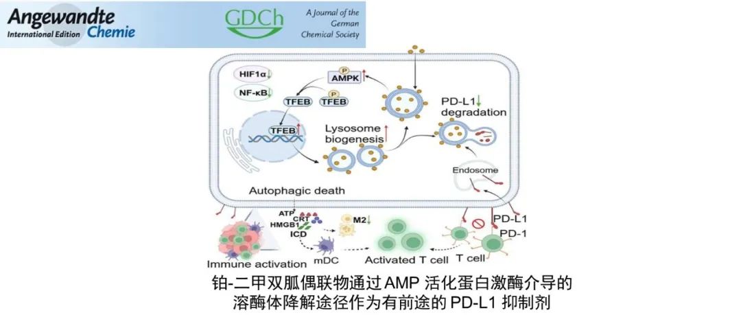 Angew| 铂-二甲双胍偶联物通过 AMP 活化蛋白激酶介导的溶酶体降解途径作为有前途的 PD-L1 抑制剂