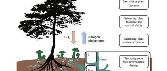 mLife |  外生菌根真菌：陆地生态系统的潜在守护者