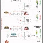 Cell Research | 曹晓风/陈宇航/杨远柱合作团队揭示水稻温敏不育分子机制