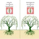 湖北大学生命科学学院硕士研究生以共同第一作者身份在国际权威期刊Microbiome（IF:13.8）上发表研究成果