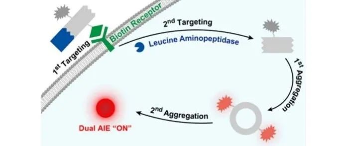 J. Am. Chem. Soc.┃一种用于增强肿瘤近红外荧光成像的AIEgen串联靶向和双聚集