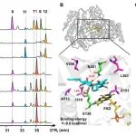 中国海洋大学李德海组JACS：NLRP3炎症小体抑制剂sorbremnoids 的发现和生物合成