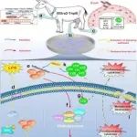 文献解读 | 西北农林科技大学动医学院家畜胚胎与抗病生物工程团队研发一种乳腺炎基因编辑抗病育种新策略