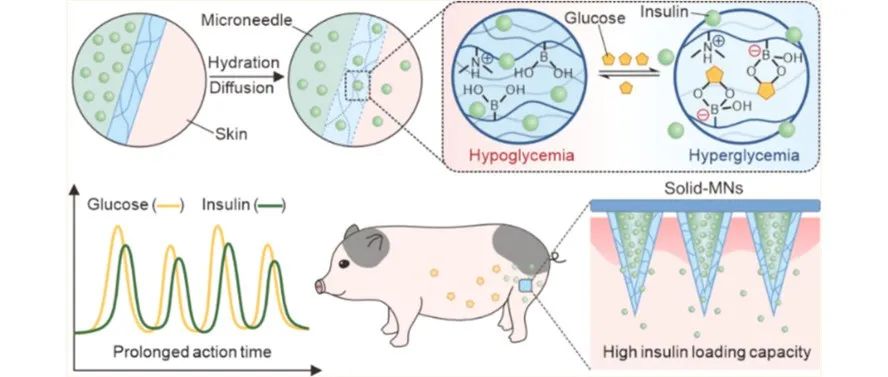 文献分享丨ACS Nano ：具有高胰岛素负荷能力的葡萄糖反应微针贴片对小鼠和小型猪实现长期血糖控制